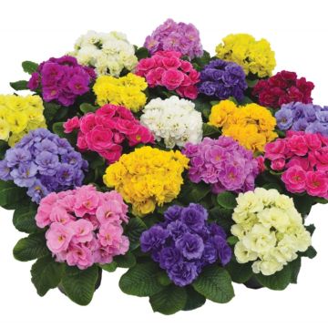 Primula Rubens Mix (plugplanten) - Stengelloze sleutelbloem