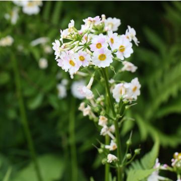 Primula japonica Alba - Japanse sleutelbloem