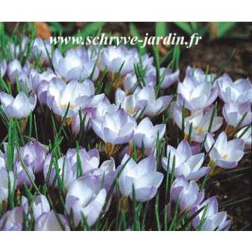 Crocus chrysanthus Princesse Béatrice - Sneeuwkrokus