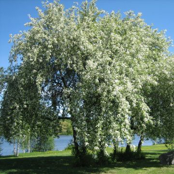 Prunus padus - Vogelkers