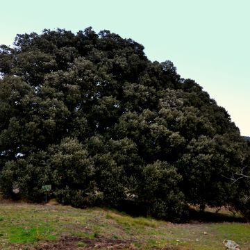 Quercus ilex - Steeneik