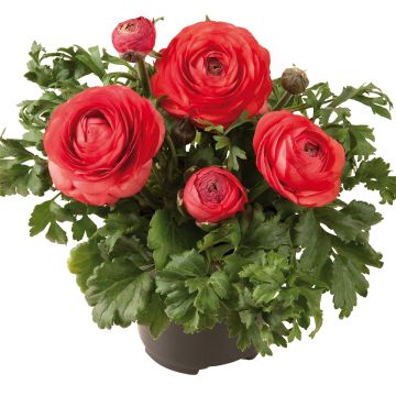 Ranunculus hybrida Vortex F1 Orange Pink - Perzische ranonkel