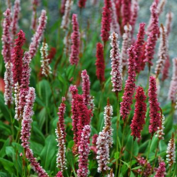 Persicaria affinis Darjeeling Red - Kruipduizendknoop