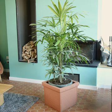 Rhapis excelsa - Bamboepalm