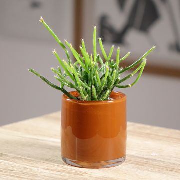Rhipsalis burchellii - Koraalcactus