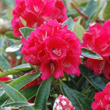 Rhododendron arboreum Rood - Boomrododendron