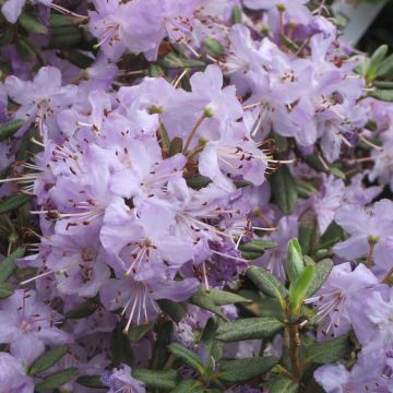 Rhododendron Blue Silver - Dwergrododendron