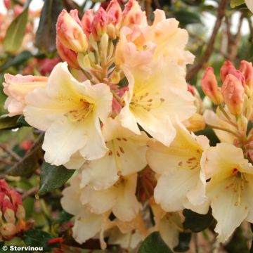 Rhododendron Horizon Monarch - Grootbloemige rododendron