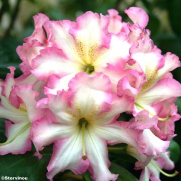 Rhododendron Melrose Flash - Grote Rhododendron in 4L/5L pot.