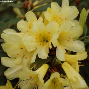 Rhododendron Saffron Queen - Dwergrododendron