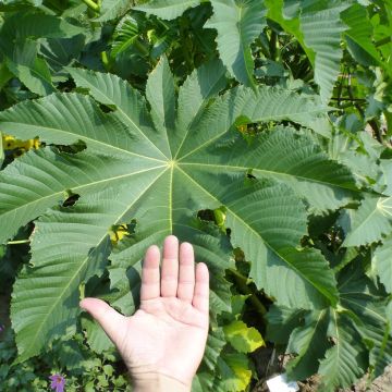 Ricinus communis (zaad) - Wonderboom