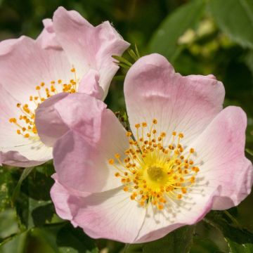 Rosa canina - hondsroos