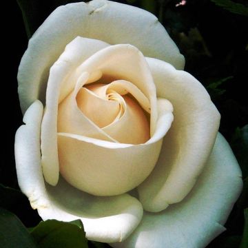 Rosa Schneewalzer - Grootbloemige Klimroos