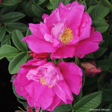 Rosa rugosa Minrugo4V Angelia Purple - Hondsroos