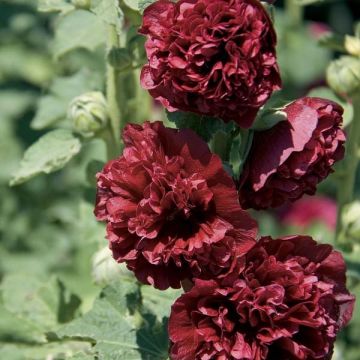 Alcea rosea Chatters Red - Stokroos