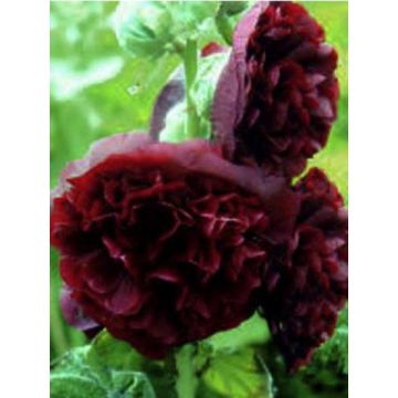 Alcea rosea Chaters Double Violet - Stokroos