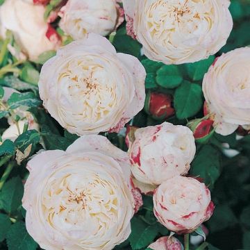 Rosa Generosa® Eliane Gillet - Struikroos