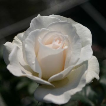 Rosa Margaret Merril - Trosroos