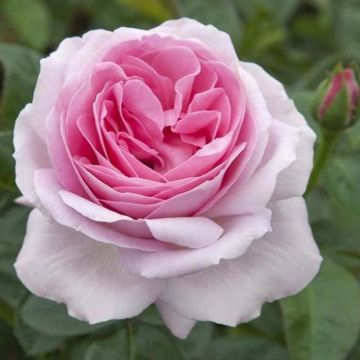Rosa Pink Eureka - Grootbloemige roos