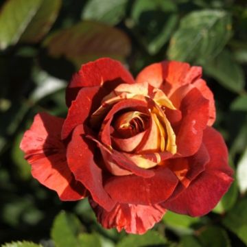 Rosa Poseidon - Stamroos