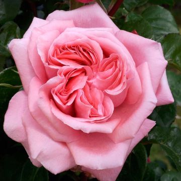 Rosa Special Anniversary - Grootbloemige roos