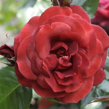 Rosa Terracotta - Grootbloemige roos