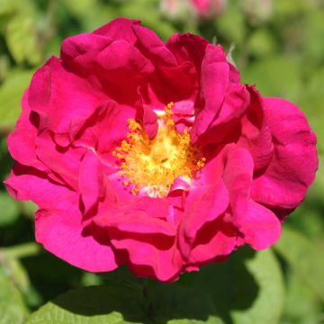 Rosa gallica Officinalis Apothekersroos BIO - Historische roos
