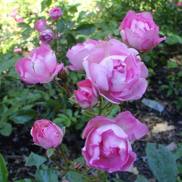 Rosa Maman Turbat - Historische roos