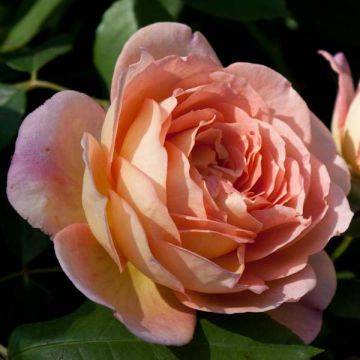 Rosa Lady of Shalott - Stamroos