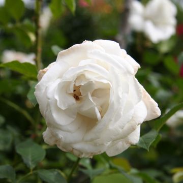 Rosa Annapurna - Grootbloemige roos