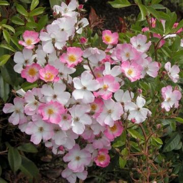 Rosa Ballerina - Stamroos