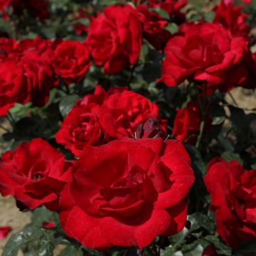 Rosa Grand Hotel - Klimroos