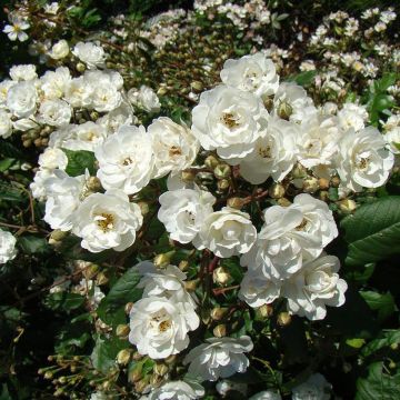 Rosa moschata Waterloo - Muskusroos