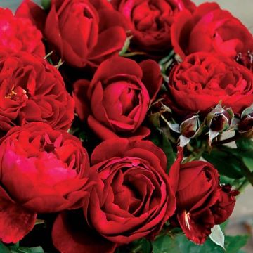 Rosa Generosa® Bicentenaire de Guillot - Struikroos