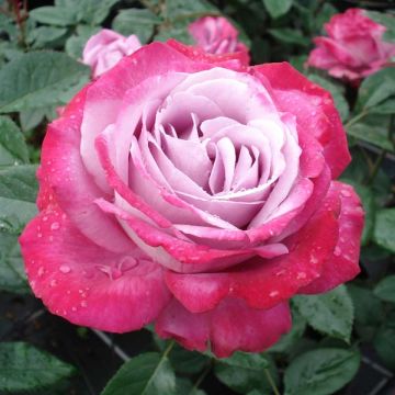 Rosa Blue River - Grootbloemige roos