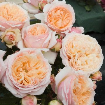 Rosa Generosa® Charles de Nervaux - Struikroos