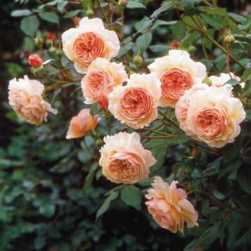 Rosa A Shropshire Lad - David Austinroos