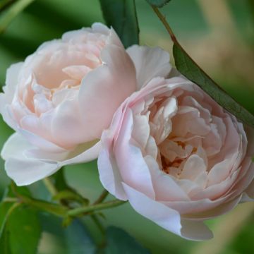 Rosa Desdemona - Stamroos
