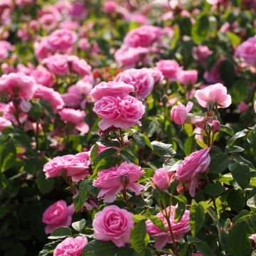 Rosa Gertrude Jekyll - David Austinroos