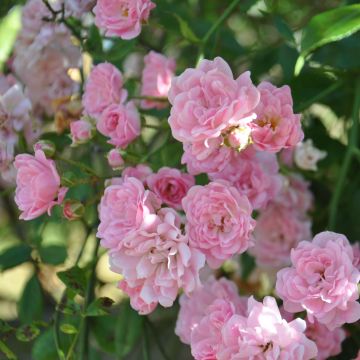 Rosa banksiae Rosea - Banksia roos