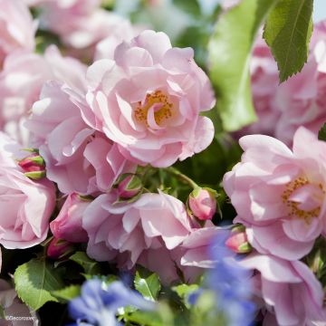 Rosa Mareva - Polyantharoos