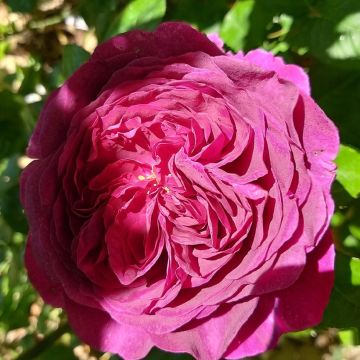 Rosa Timeless Purple - Polyantharoos