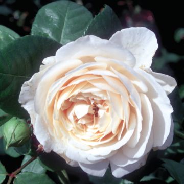 Rosa Fragrant Old White - Historische roos