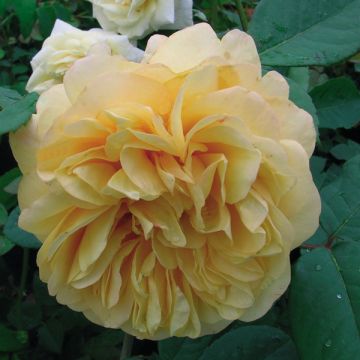 Rosa Fragrant Old Yellow - Grootbloemige roos