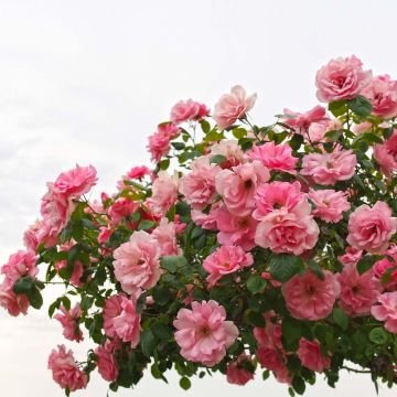 Rosa Bantry Bay - Klimroos