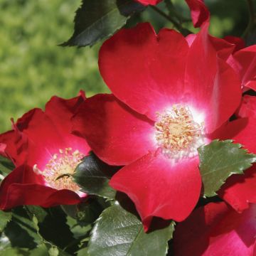 Rosa Dortmund - Grootbloemige Klimroos