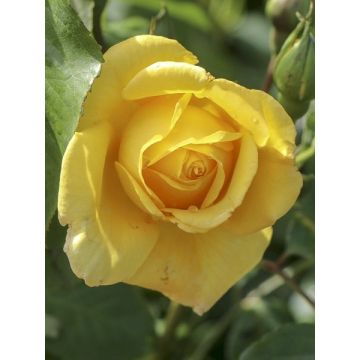 Rosa Golden Gate - Grootbloemige Klimroos