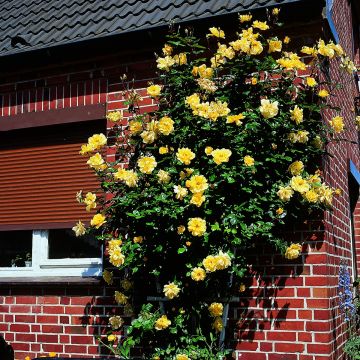 Rosa Golden Showers - Grootbloemige Klimroos