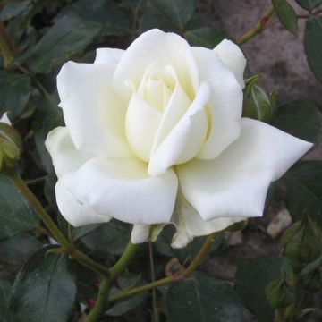 Rosa White New Dawn - Doorbloeiende klimroos