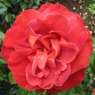 Rosa Hot Cocoa - Trosroos